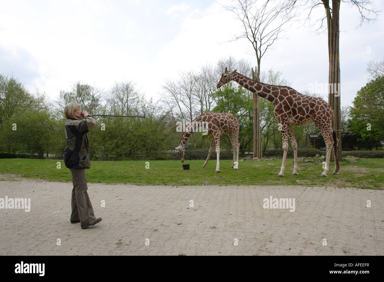 Der Zoo-Tierarzt des Zoos Allwetterzoo Dr. Sandra Silinski mit Giraffen mit dem Blasrohr Stockfoto