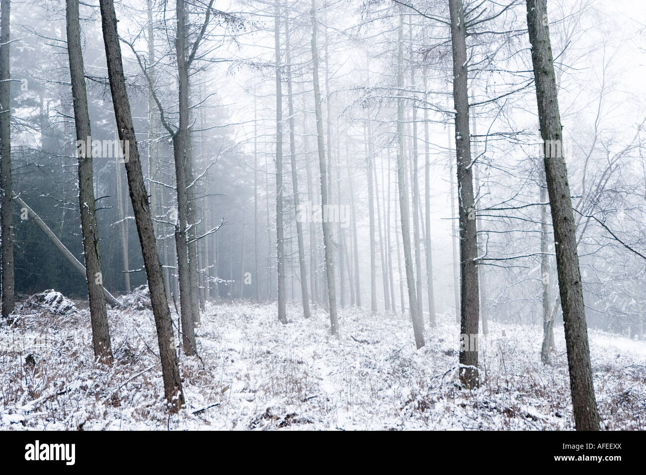 Winter Wald erschossen in Sussex UK Stockfoto