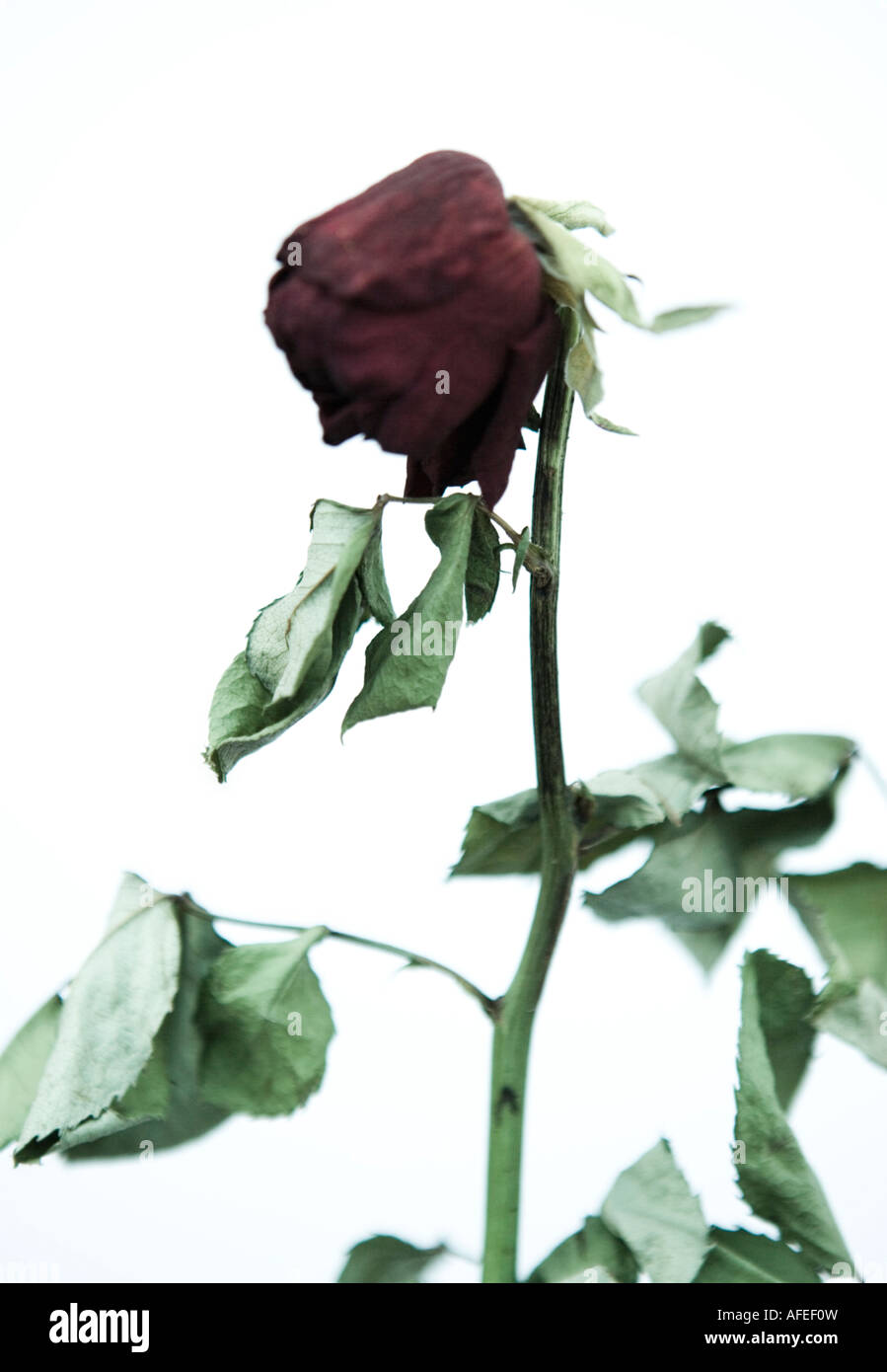 Rose vor einem weißen Hintergrund zu sterben Stockfoto