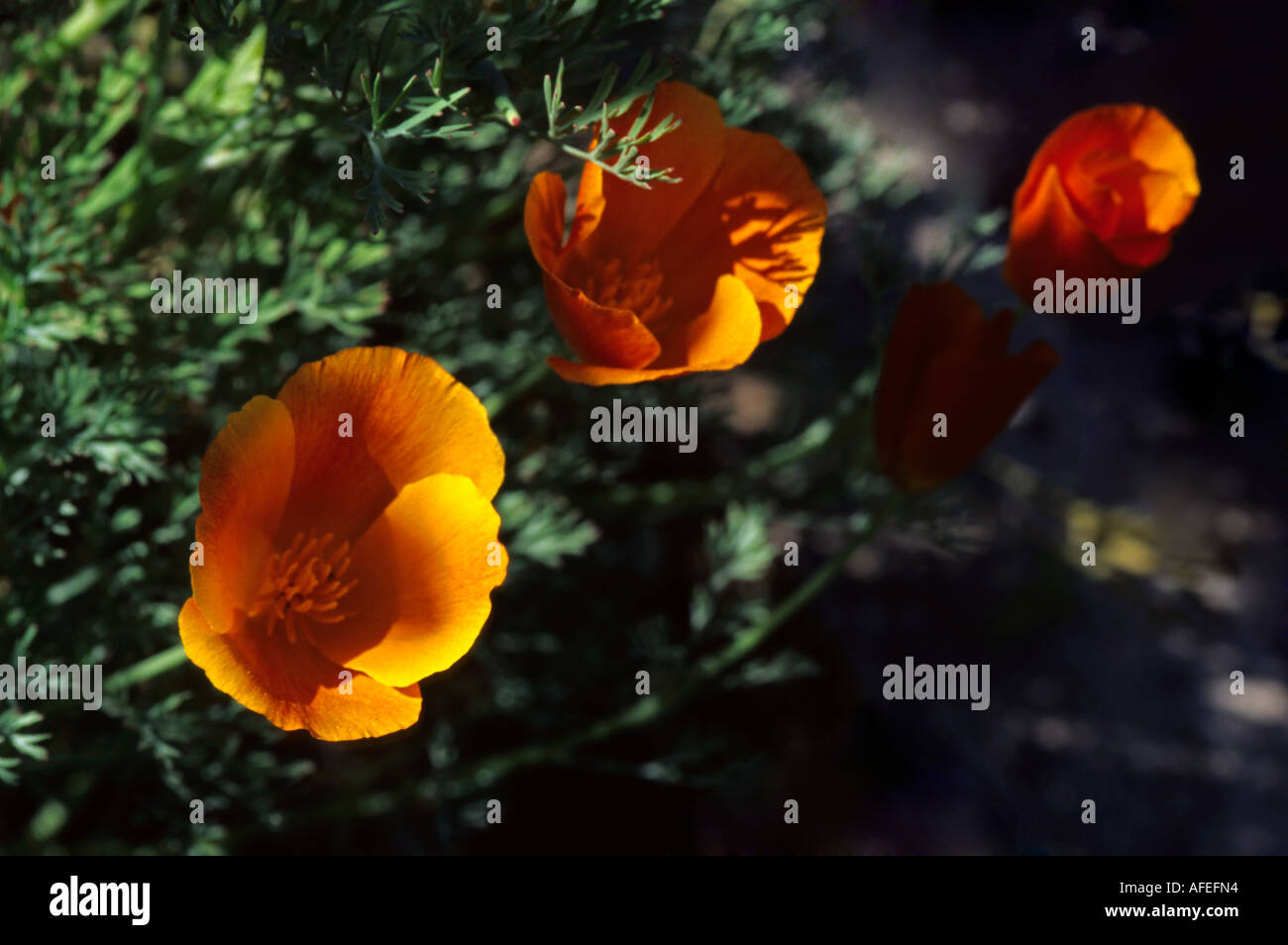 Kalifornische Mohn - Papaver - Escholtzia californica Stockfoto