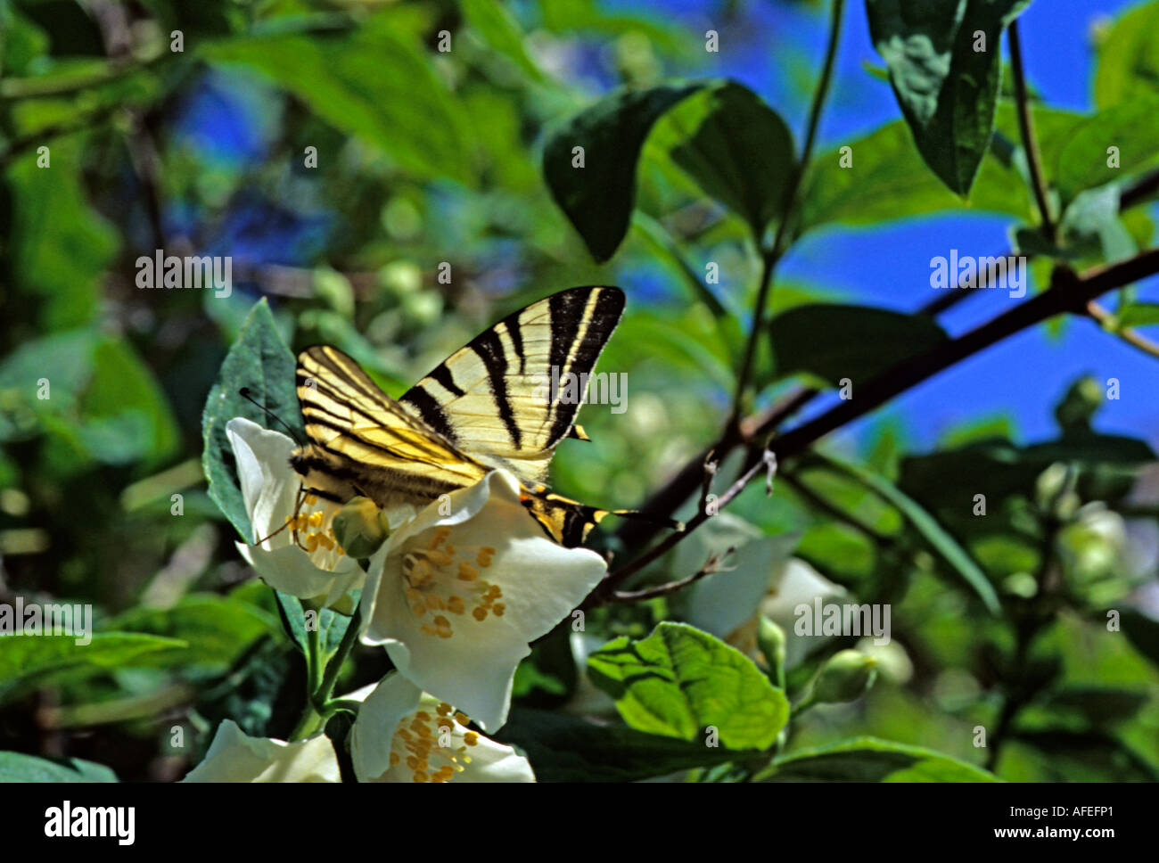 Knappen Schwalbenschwanz - Iphiclides podalirius Stockfoto