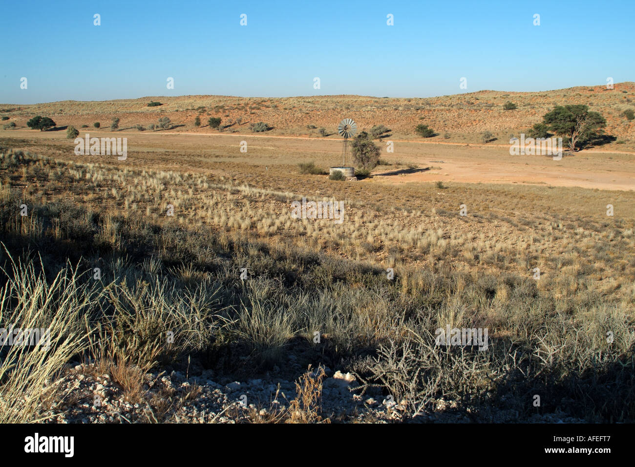 Der Semi ariden Kalahari-Wüste Region im nördlichen Kap Südafrika Stockfoto