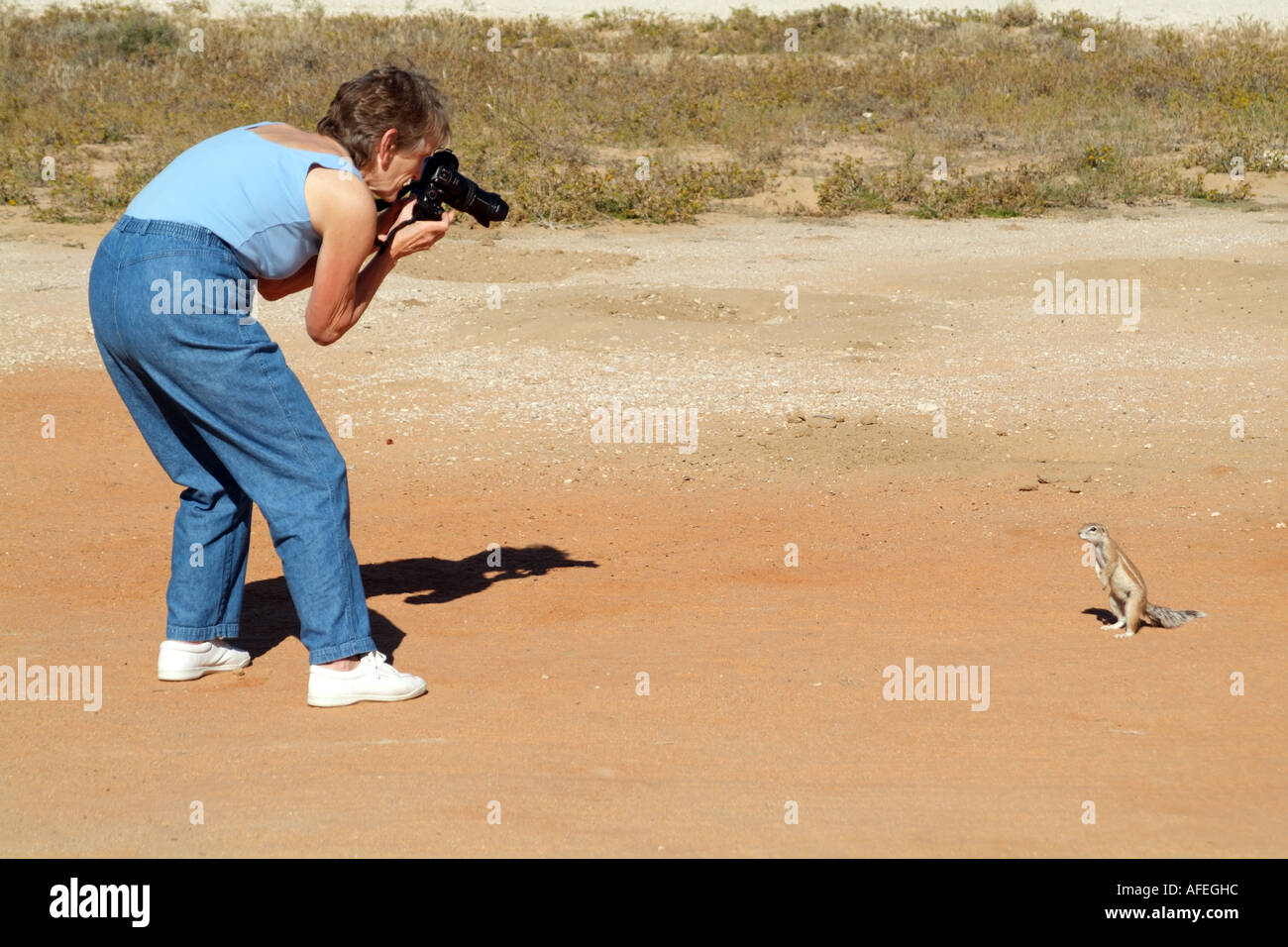 Touristen fotografieren eine Boden-Squirel. Kalahari Südafrika RSA Stockfoto