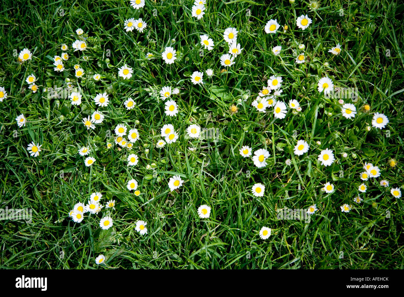 Gänseblümchen wachsenden Gras Stockfoto