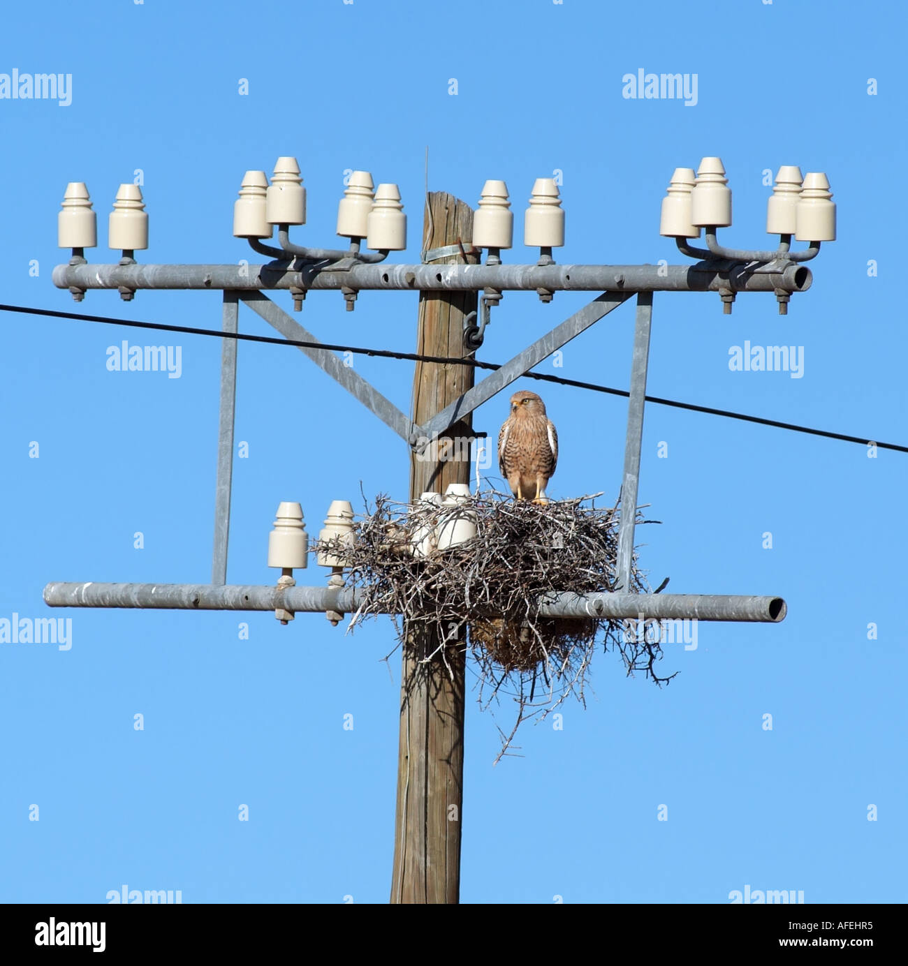Verschachtelung Vogel auf Telegrafenmast. Northern Cape Südafrika RSA Stockfoto