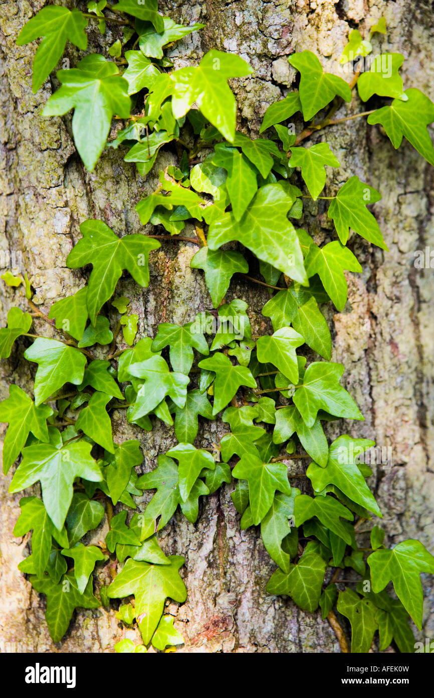 Efeu wächst an einem Baumstamm Stockfoto