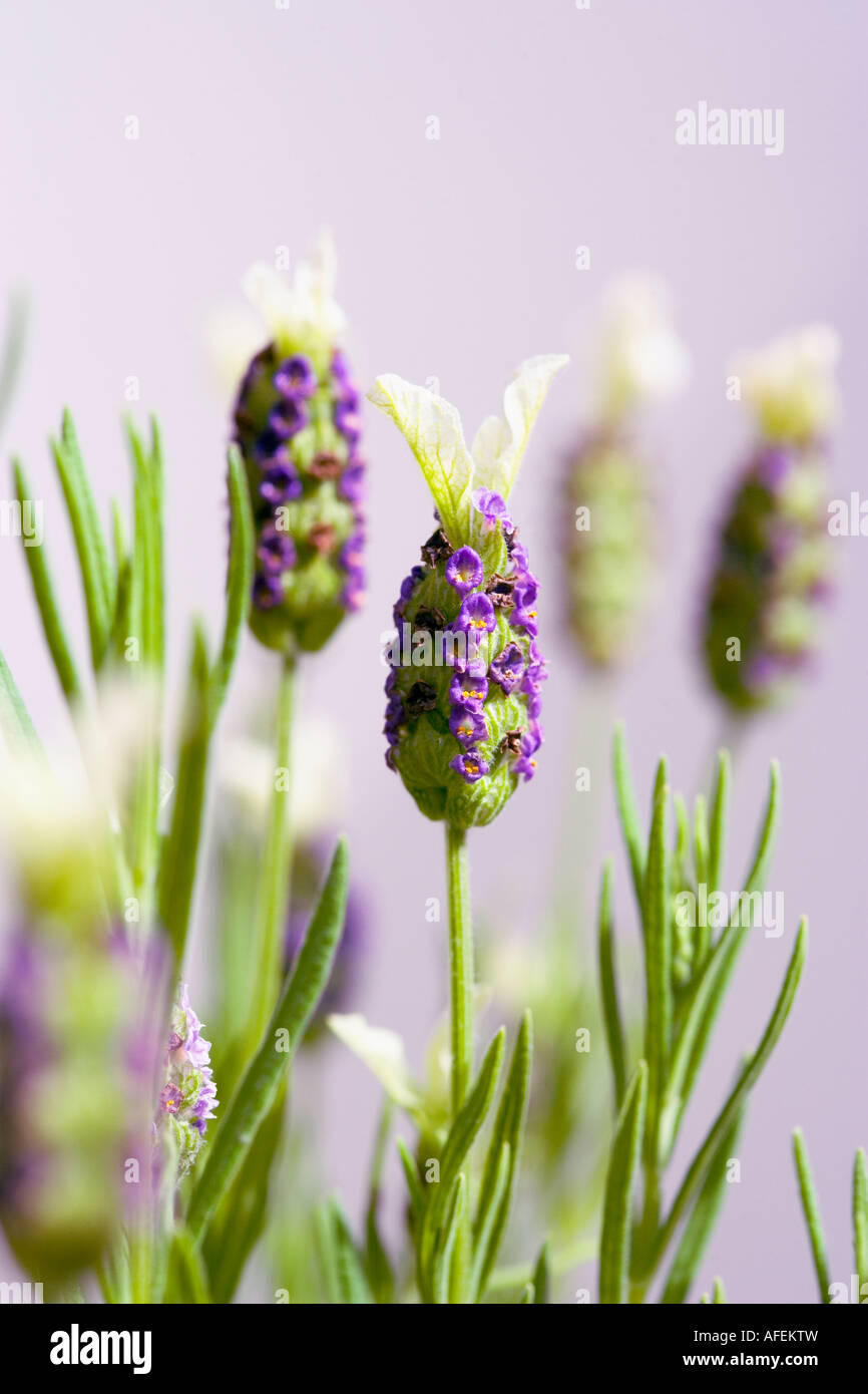 Nahaufnahme von Lavendel Blumen Stockfoto