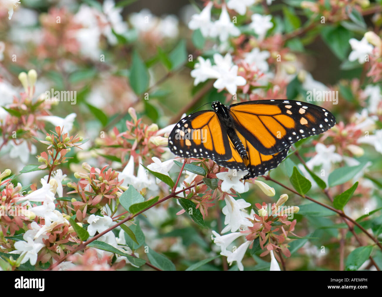 Männlicher Monarch Butterfly, Danaus plexippus, auf Abelienblüten. Oklahoma, USA. Stockfoto