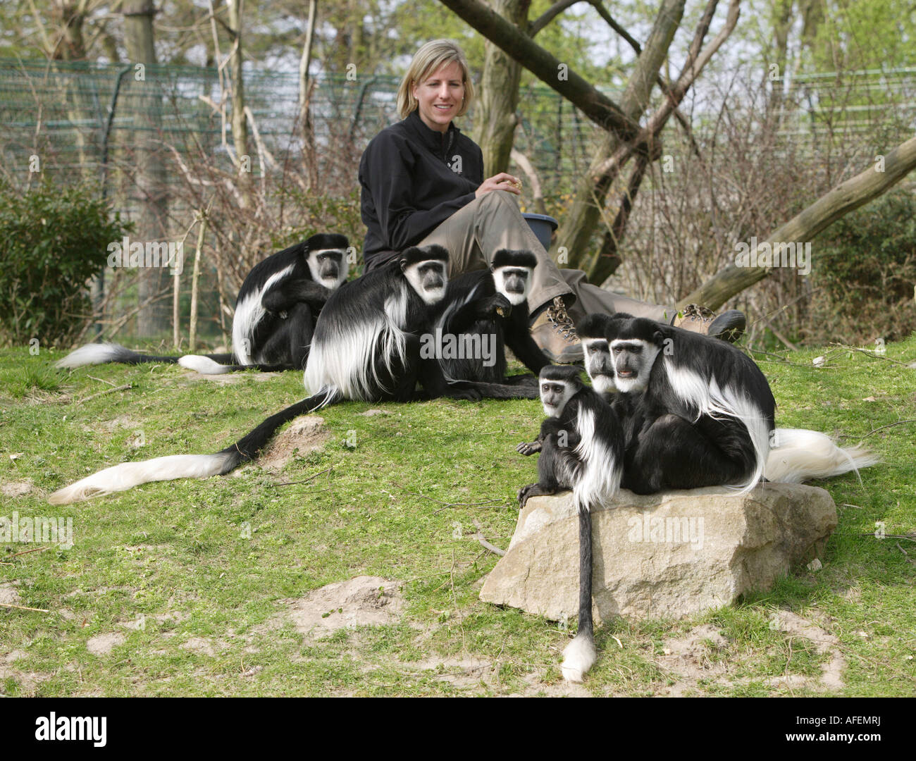 Der Zoo-Tierarzt des Zoos Allwetterzoo Dr. Sandra Silinski mit der guerezas Stockfoto