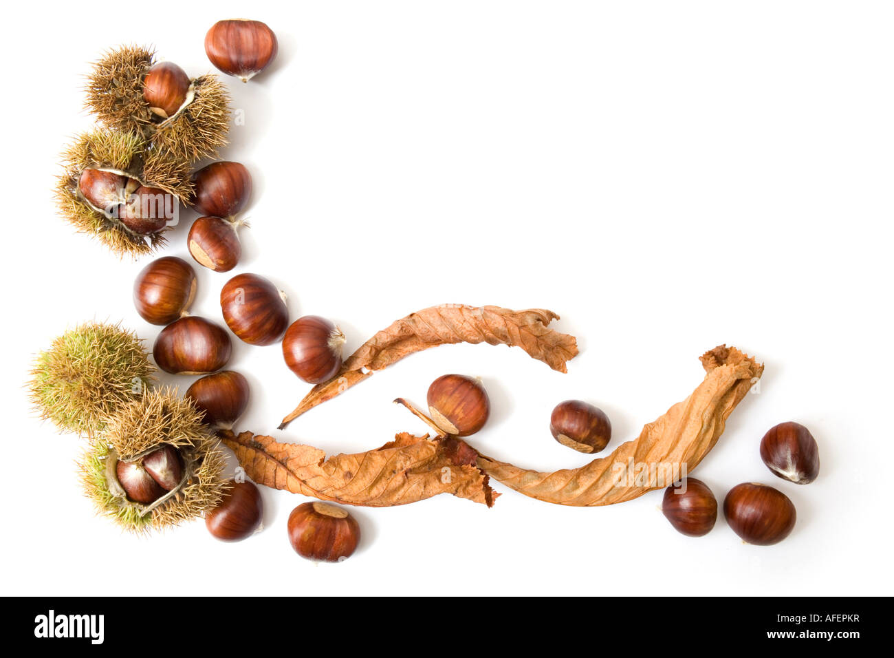 Herbst-Vorlage von Kastanien, isoliert auf weiss mit Textfreiraum Stockfoto