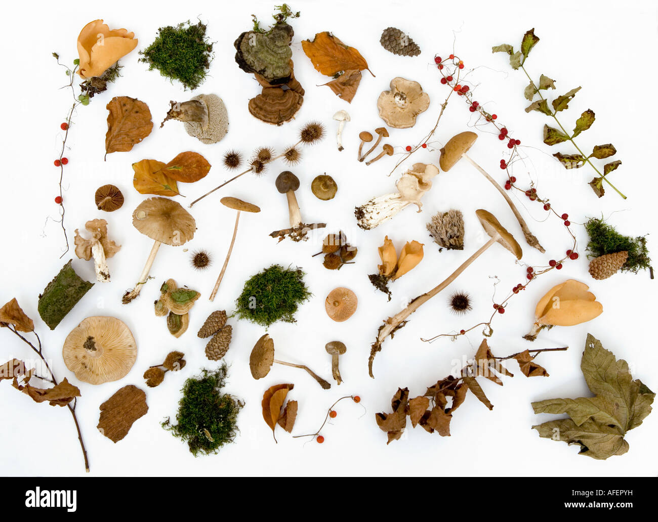 Eine Auswahl an Herbst Pilze Seedheads Beeren und Rinde Stockfoto