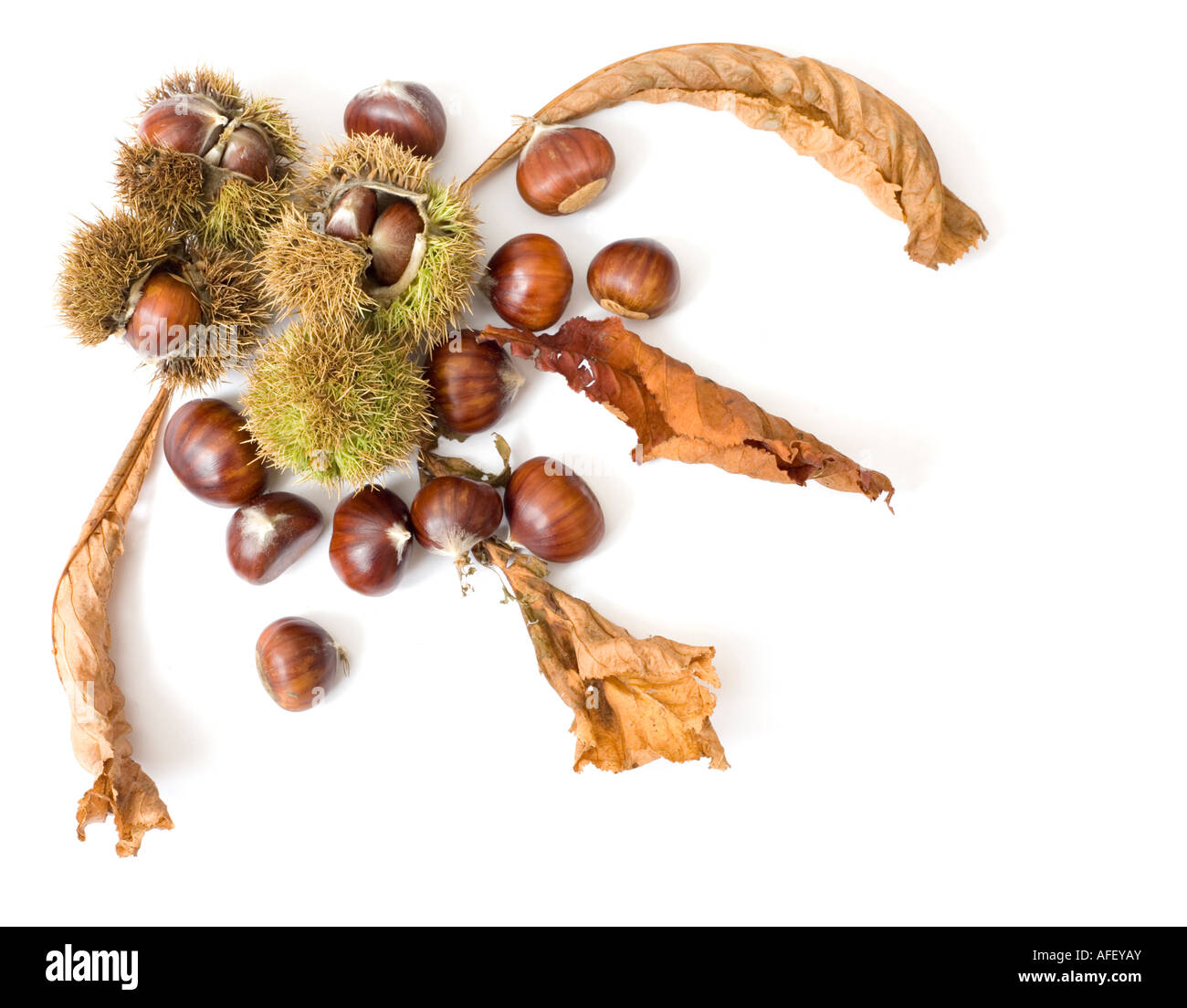 Herbstlichen Kastanien Design isoliert auf weiss Stockfoto