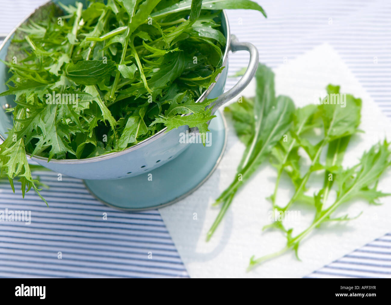 Salatblätter in einem blauen Sieb Stockfoto