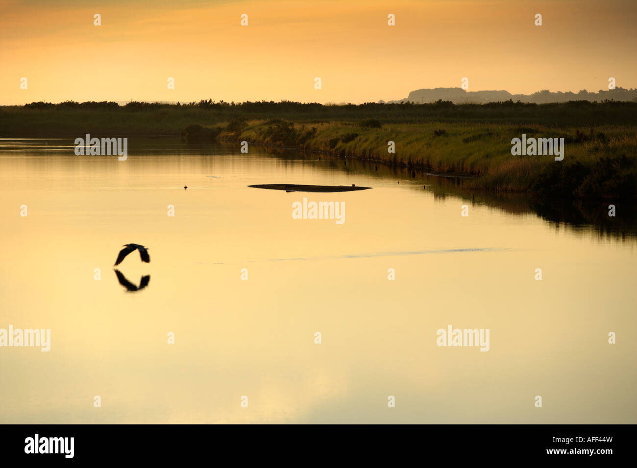 Reiher im Morgengrauen, Titchwell Sümpfe RSPB Reserve, Norfolk, Großbritannien Stockfoto