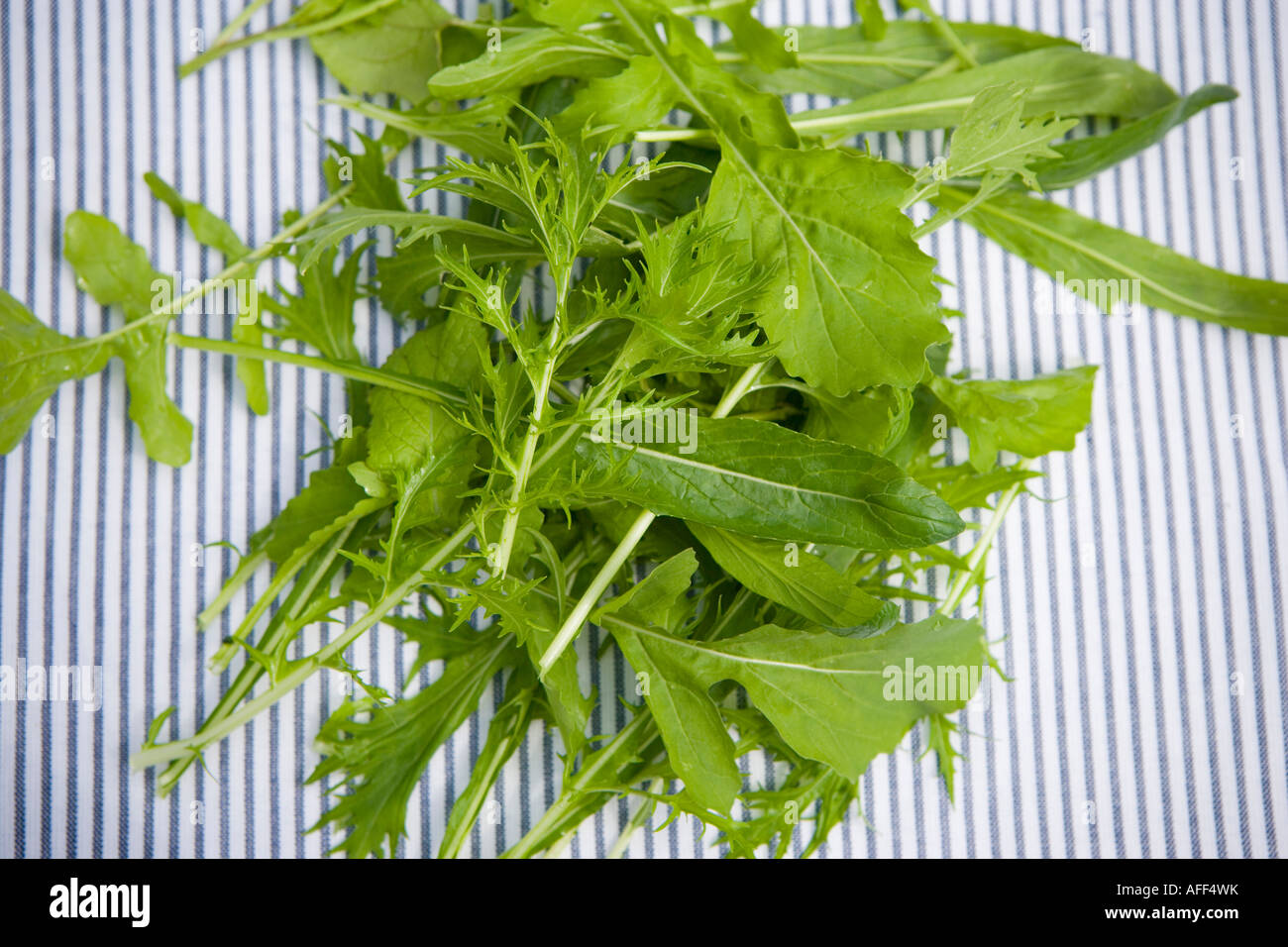 Gemischter Salatblätter Stockfoto