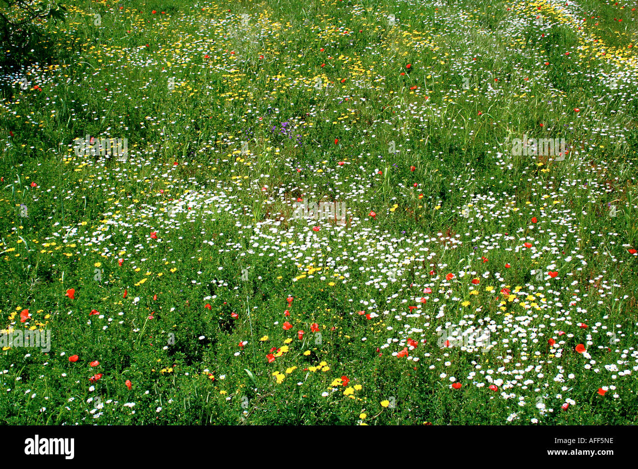 Blumenwiese Stockfoto