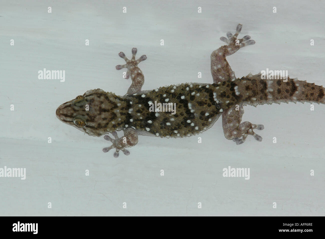 Kap-Gecko kopfüber von der Decke im Hwange-Nationalpark, Simbabwe Stockfoto