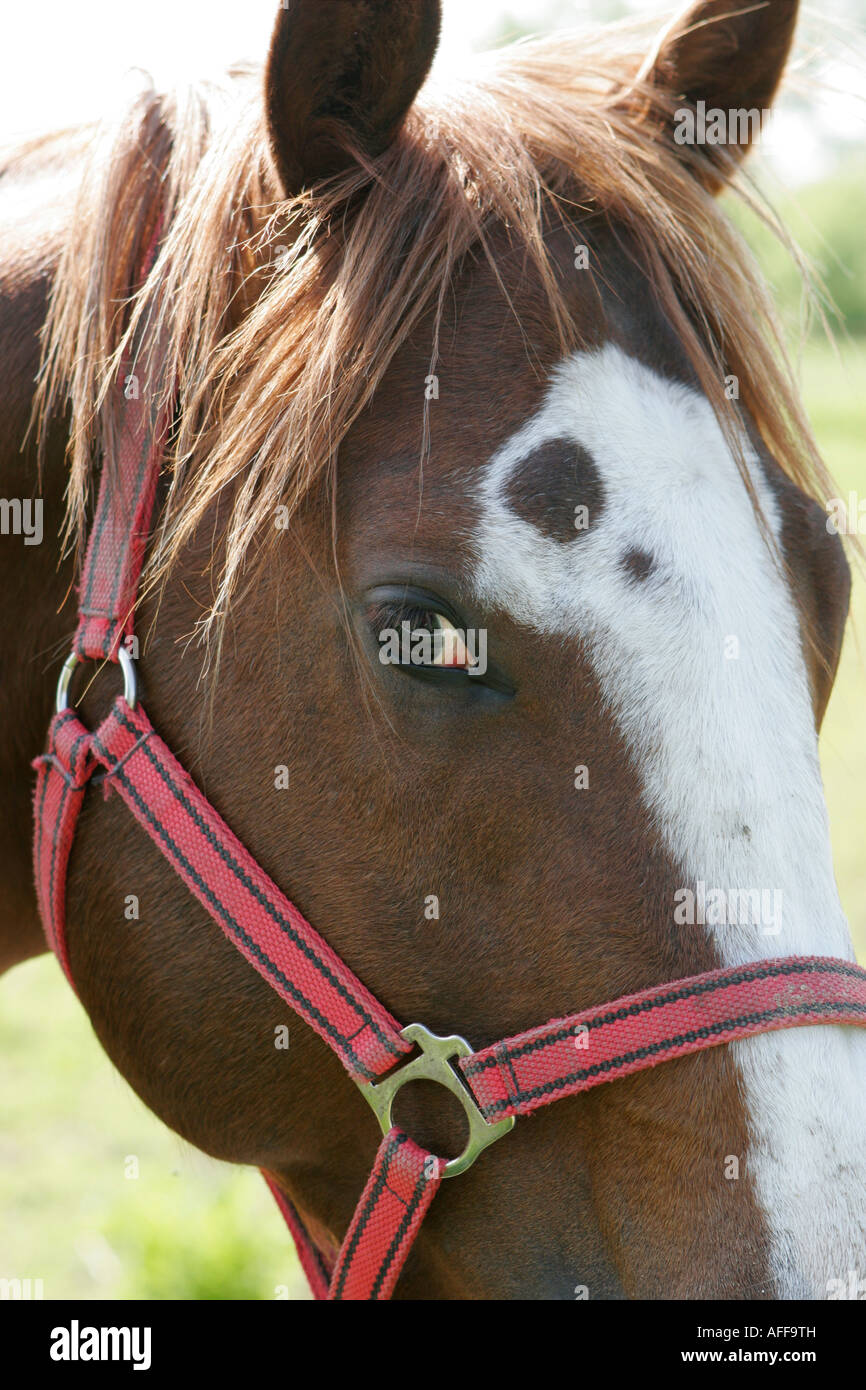 Pferde Stockfoto