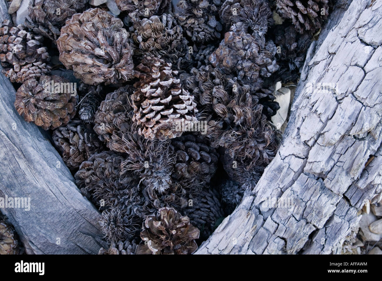 Bristlecone pines Stockfoto