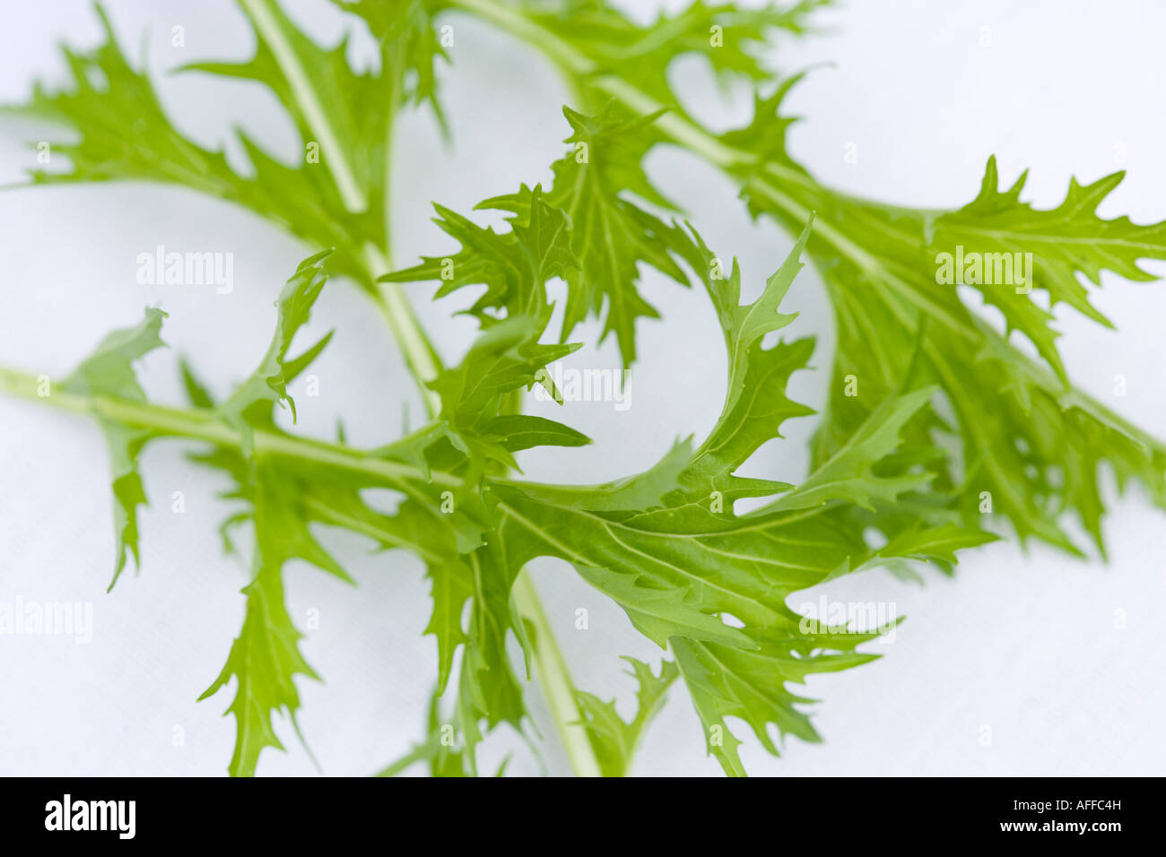 Salatblätter - Mizuna Stockfoto