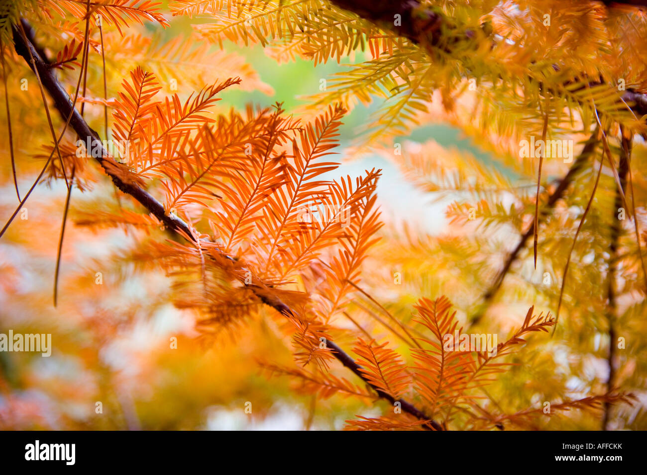 Nahaufnahme der Blätter im Herbst Stockfoto