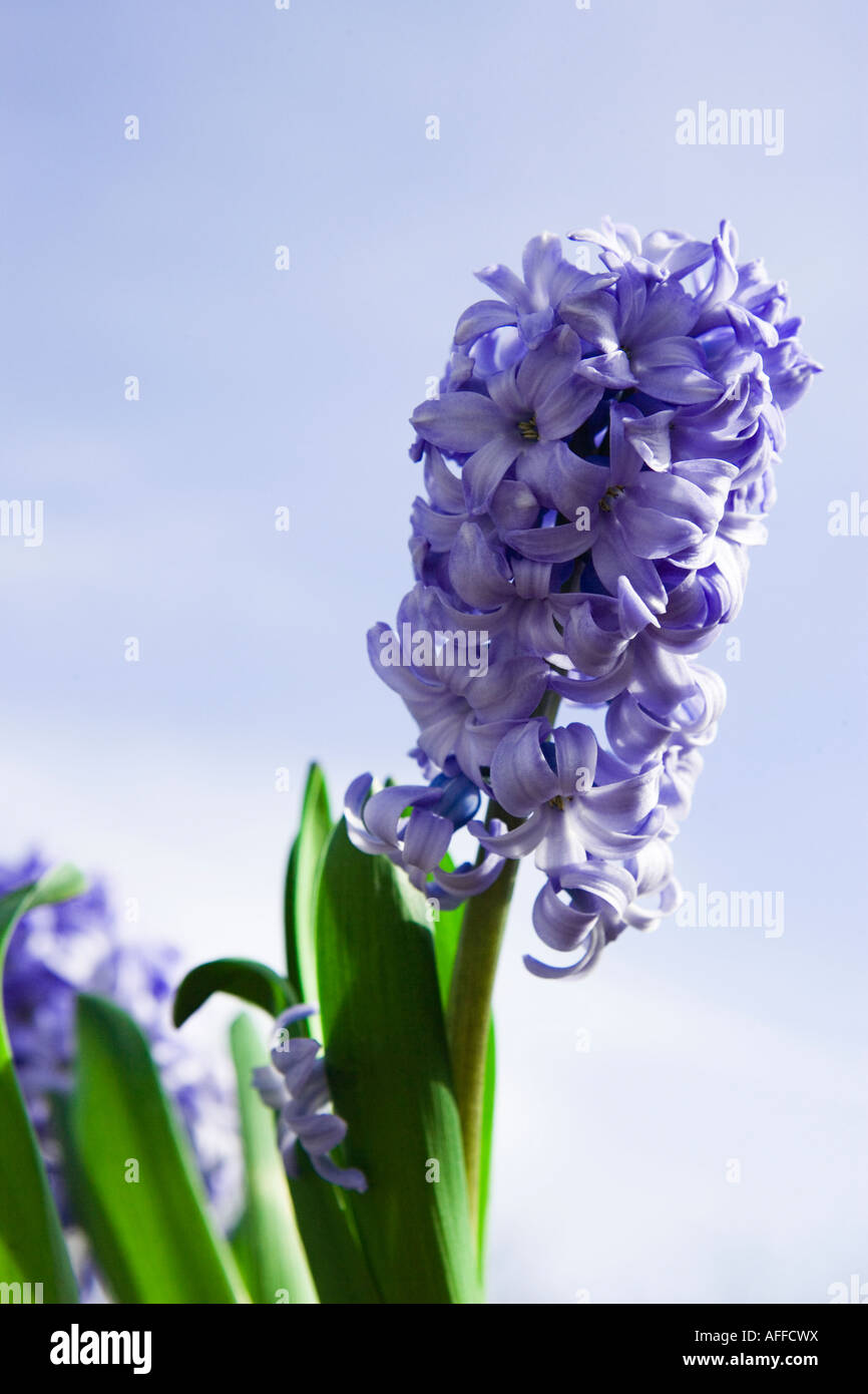 Der blaue Hyazinthe Blume gegen blauen Himmel im Hintergrund schließen Stockfoto