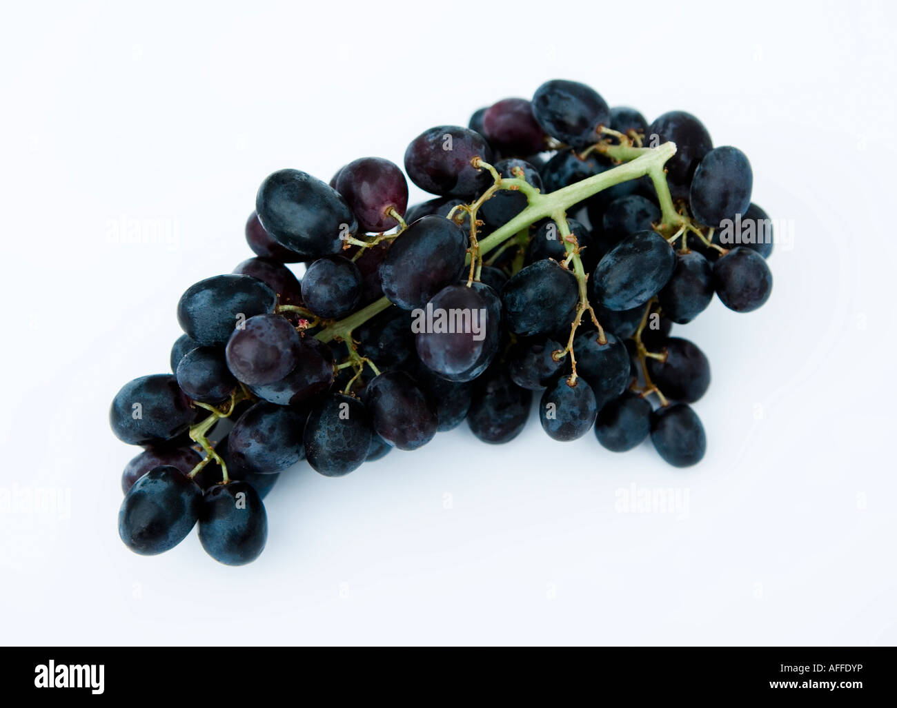 Schwarzen Trauben vor einem weißen Hintergrund Stockfoto