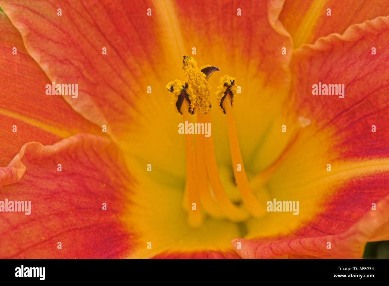 Orange-Taglilie (Hemerocallis) Blume. Eyam Hall, Eyam, Derbyshire, Großbritannien. Stockfoto