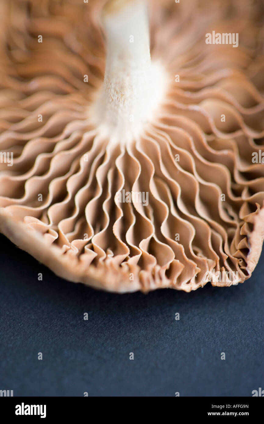 Aufnahme eines Pilzes hautnah Stockfoto