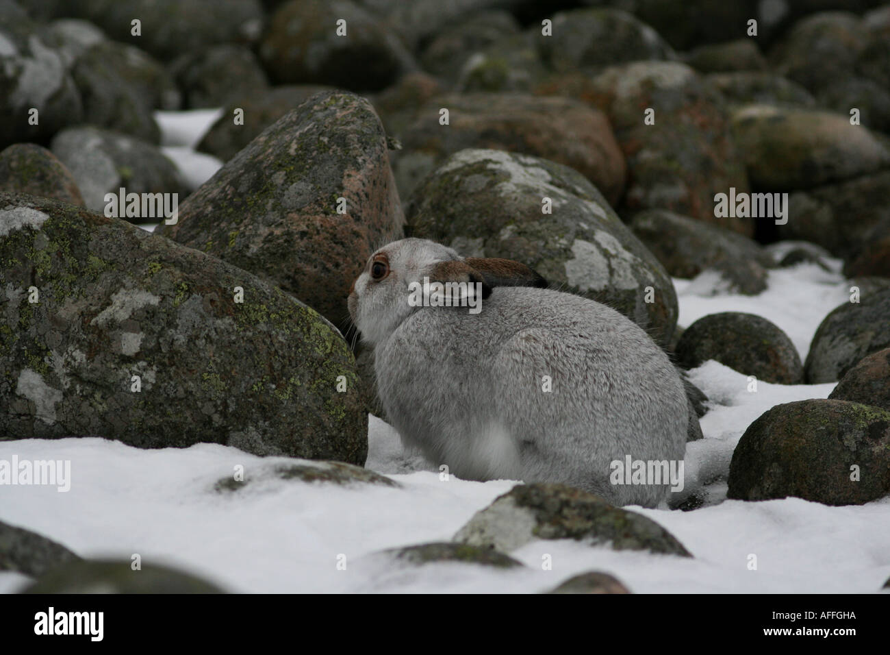 Schneehase halte seine unsichtbaren Stockfoto