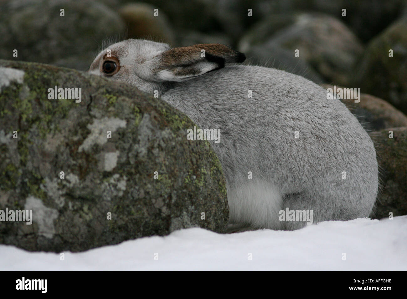 Schneehase halte seine unsichtbaren Stockfoto