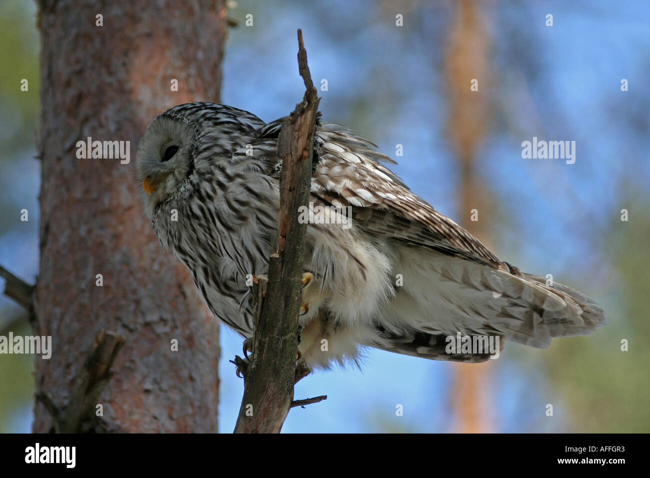 Eine der größten Eulen in Europa. Kann für den Menschen gefährlich sein, wenn immer zu nah an ihrem Nest. An anderer Stelle, die wie ein Gespenst. Stockfoto