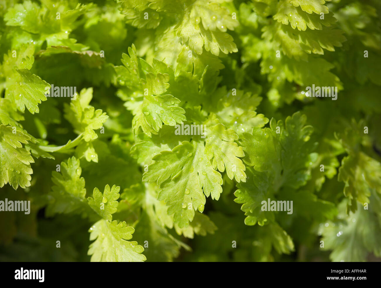 Goldene Mutterkraut Stockfoto