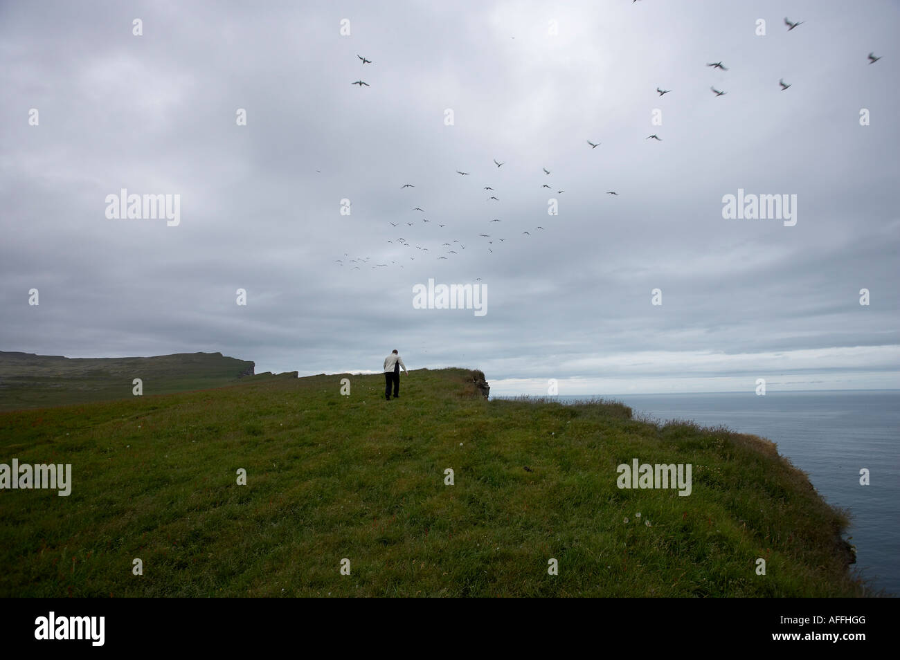 Vögel an den Klippen in Latrabjarg Westteil Islands Stockfoto