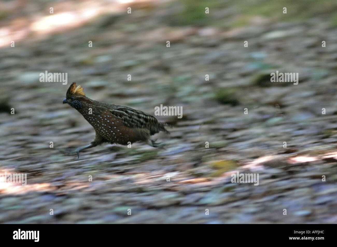 Eine schnell laufende Vogel, Leben im zentralen Amrican Regenwald Stockfoto