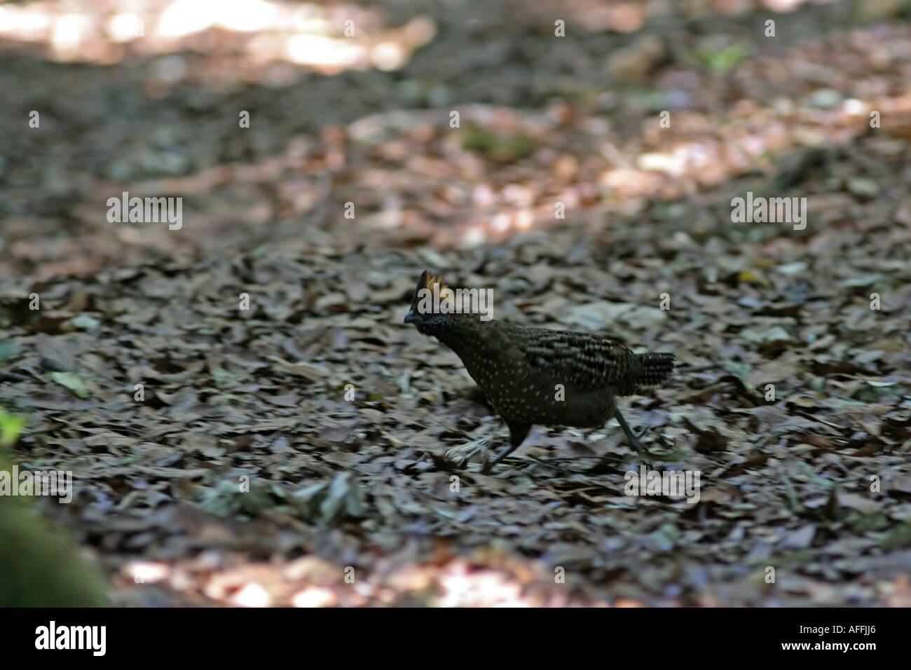 Eine schnell laufende Vogel, lebt im zentralen Amrican Regenwald. Stockfoto
