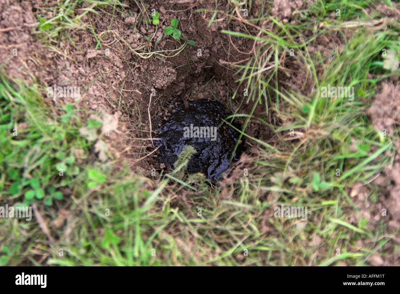 Dachs Dung Meles Meles North West England U K Großbritannien Stockfoto