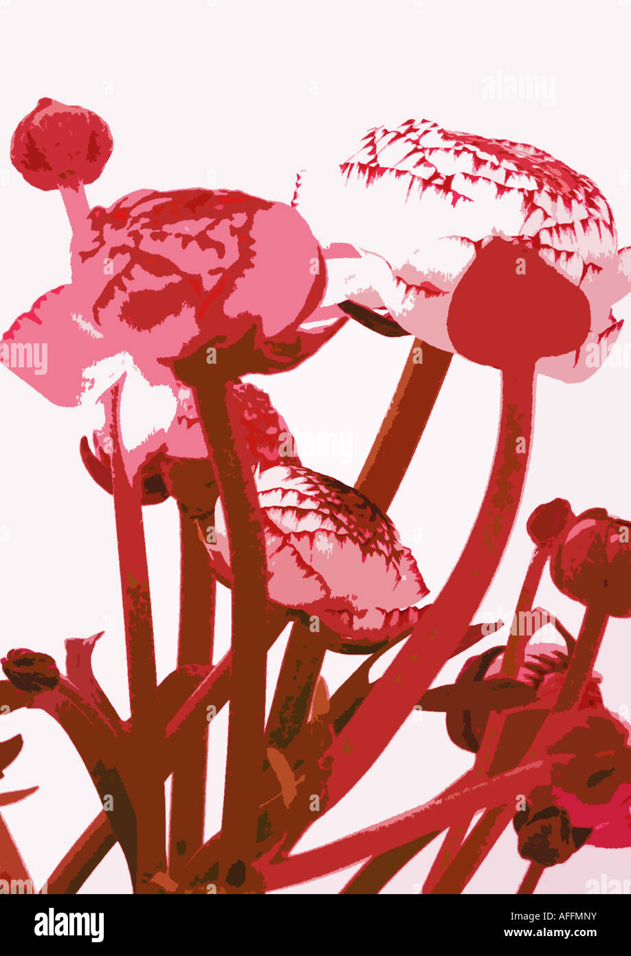Foto-Illustration von rosa Ranunkeln Blüten und Knospen vor einem weißen Hintergrund Stockfoto