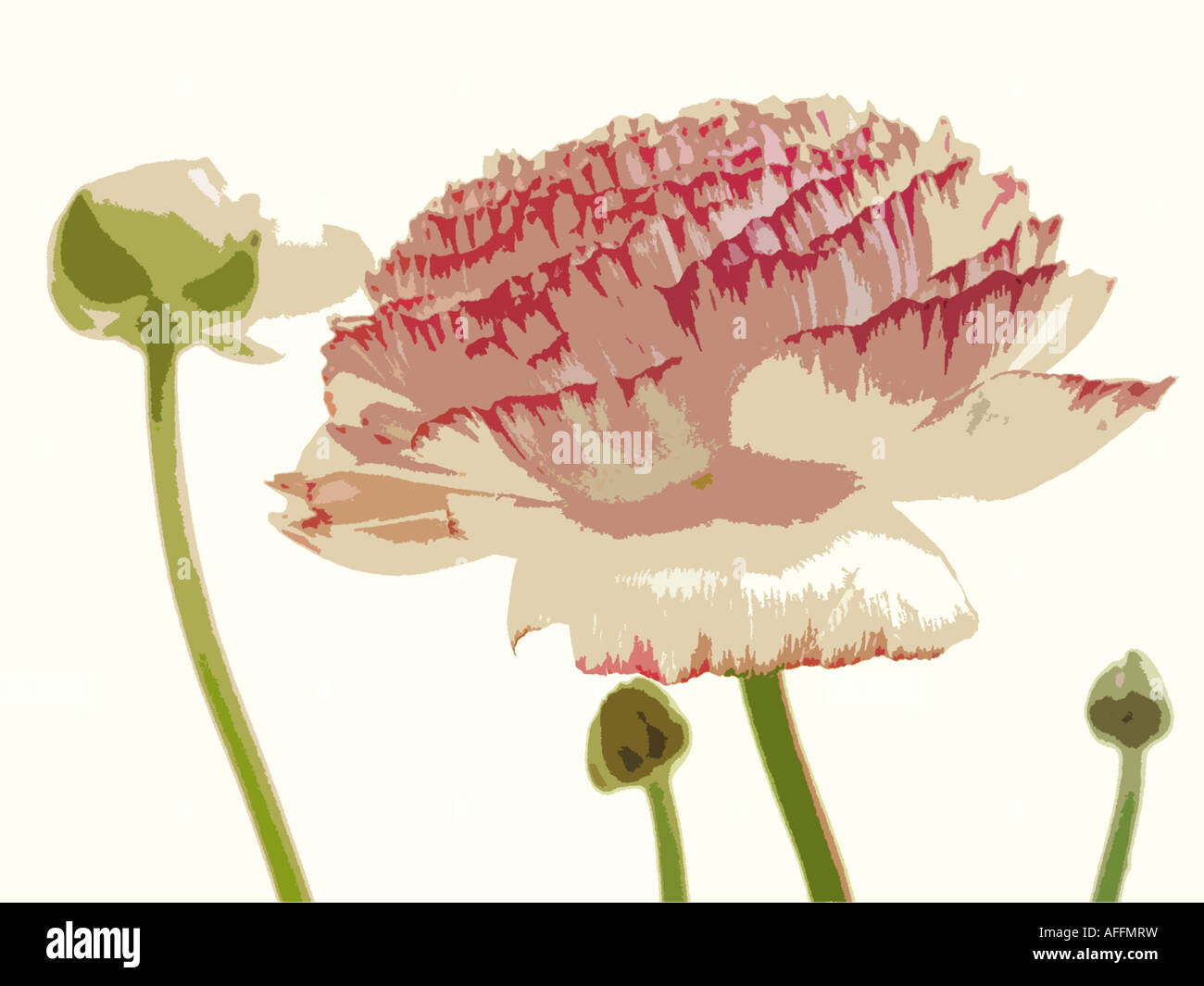Foto-Illustration von rosa Ranunkeln Blume vor einem weißen Hintergrund Stockfoto