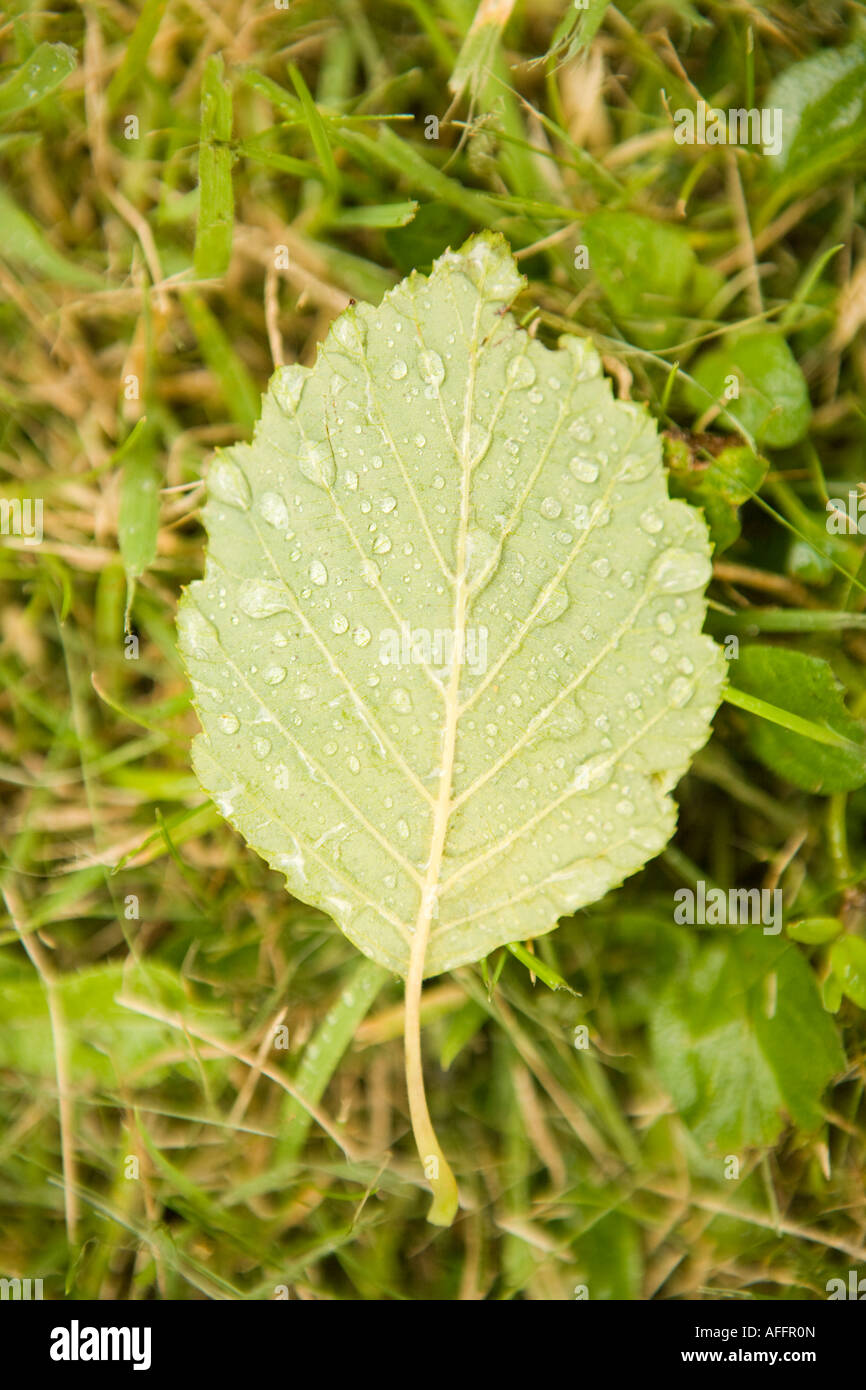 Farbe schließen Sie herauf Bild aus einem einzigen grünen Blatt Verlegung auf dem Rasen Stockfoto