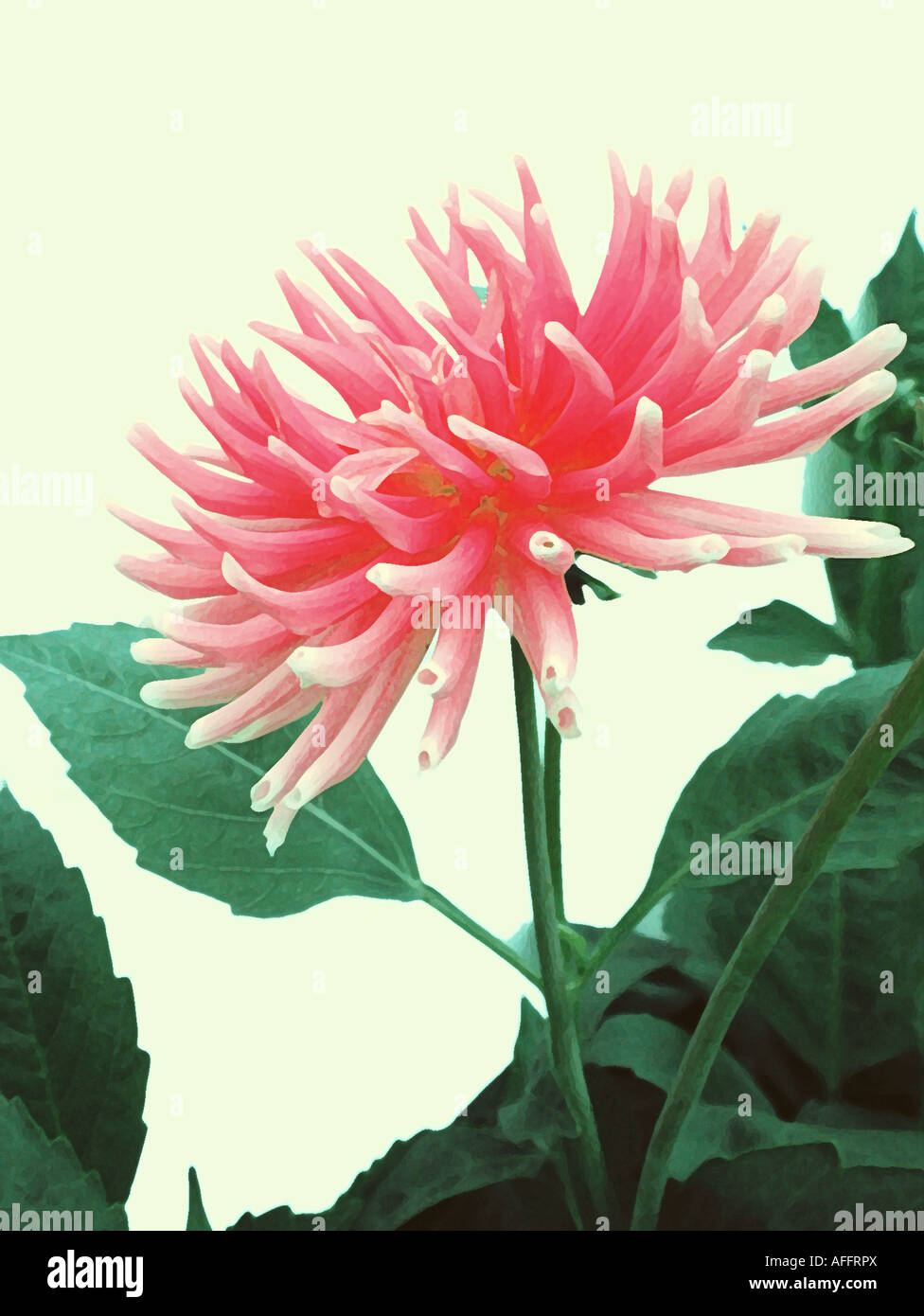 Foto/Illustration eines "Semi-Kaktus" Dahlia. Stockfoto