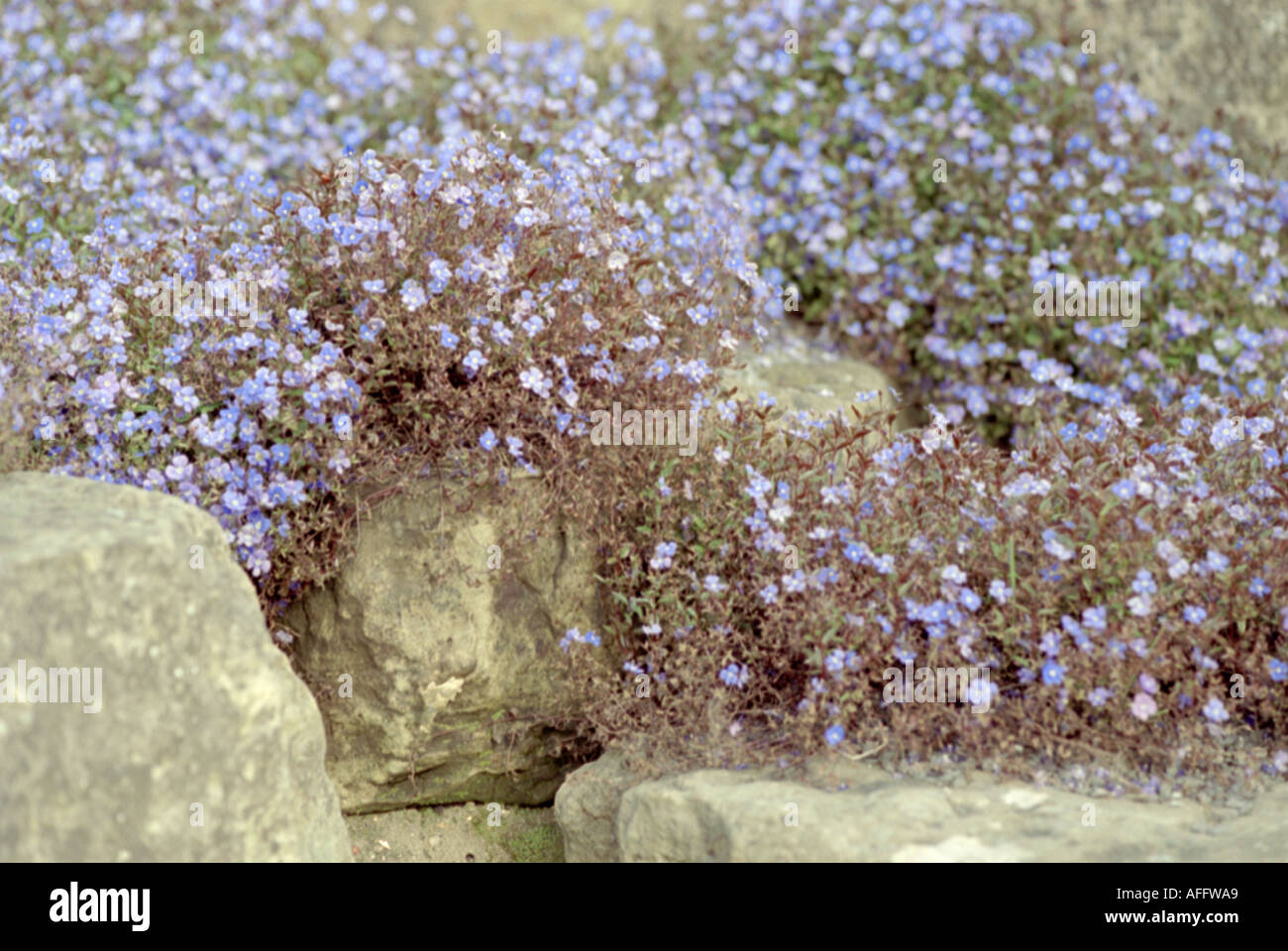 Kriechender Ehrenpreis, Veronica Peduncularis, Wegerichgewchse  Stockfotografie - Alamy