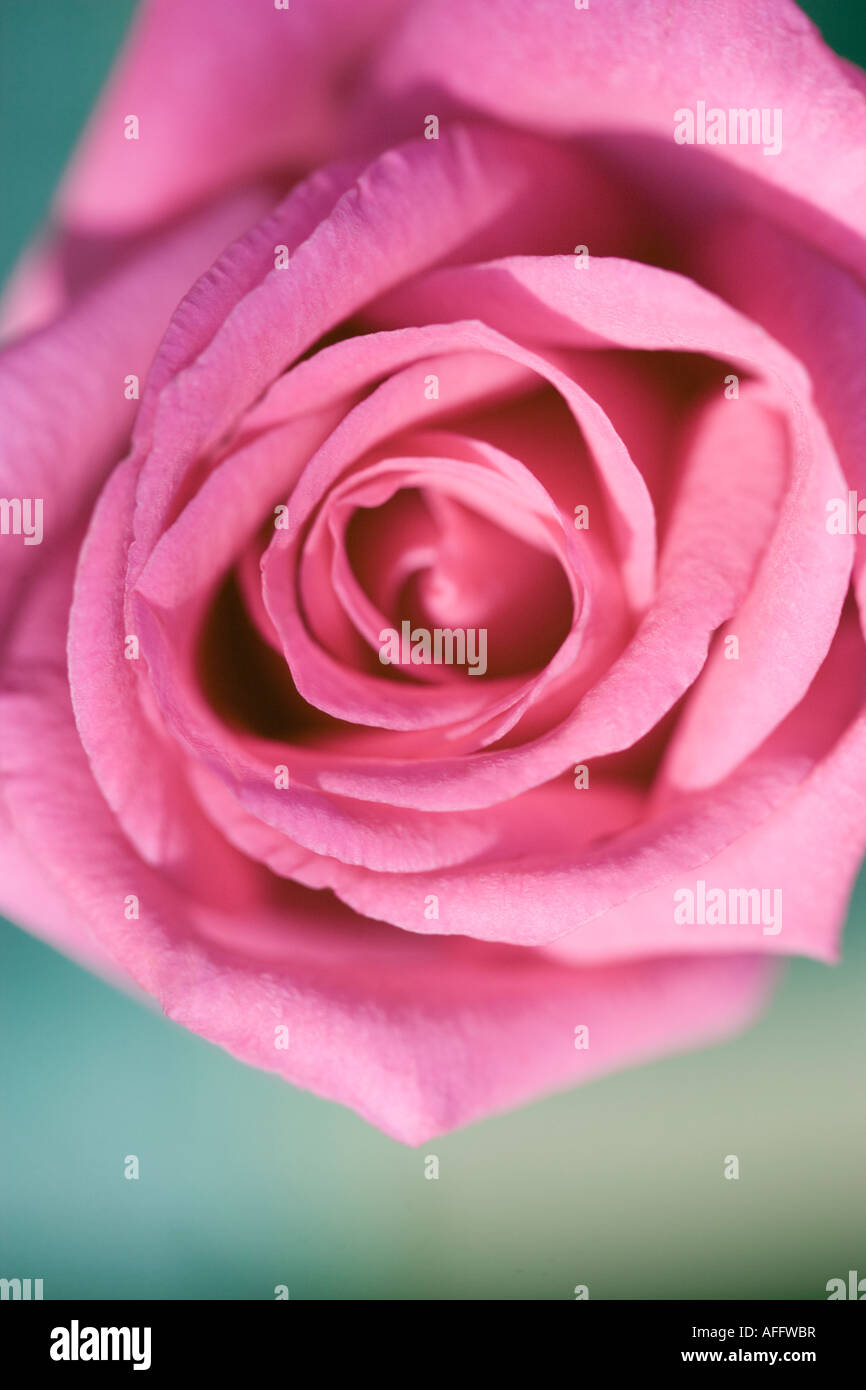 Einzigen rosa rose Stockfoto