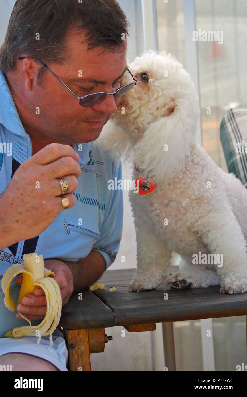 Bichon Frise Hund leckt ihr Besitzer ins Ohr. Bichon Frise ist auch bekannt als Bichon À Poil fries Stockfoto