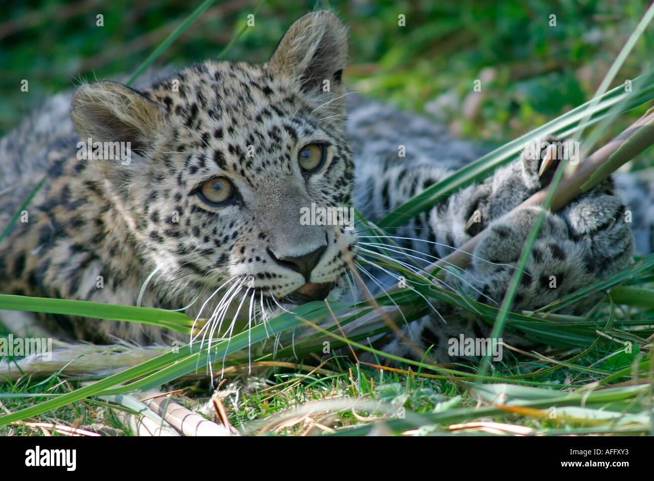 Eine Nahaufnahme von einem persischen Leopard Cub (Panthera pardus tulliana) spielen im Unterholz Stockfoto