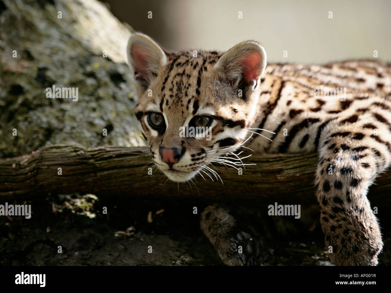 Junger Ocelot (Leopardus pardalis), der sich über einen Baumstamm entspannt Stockfoto