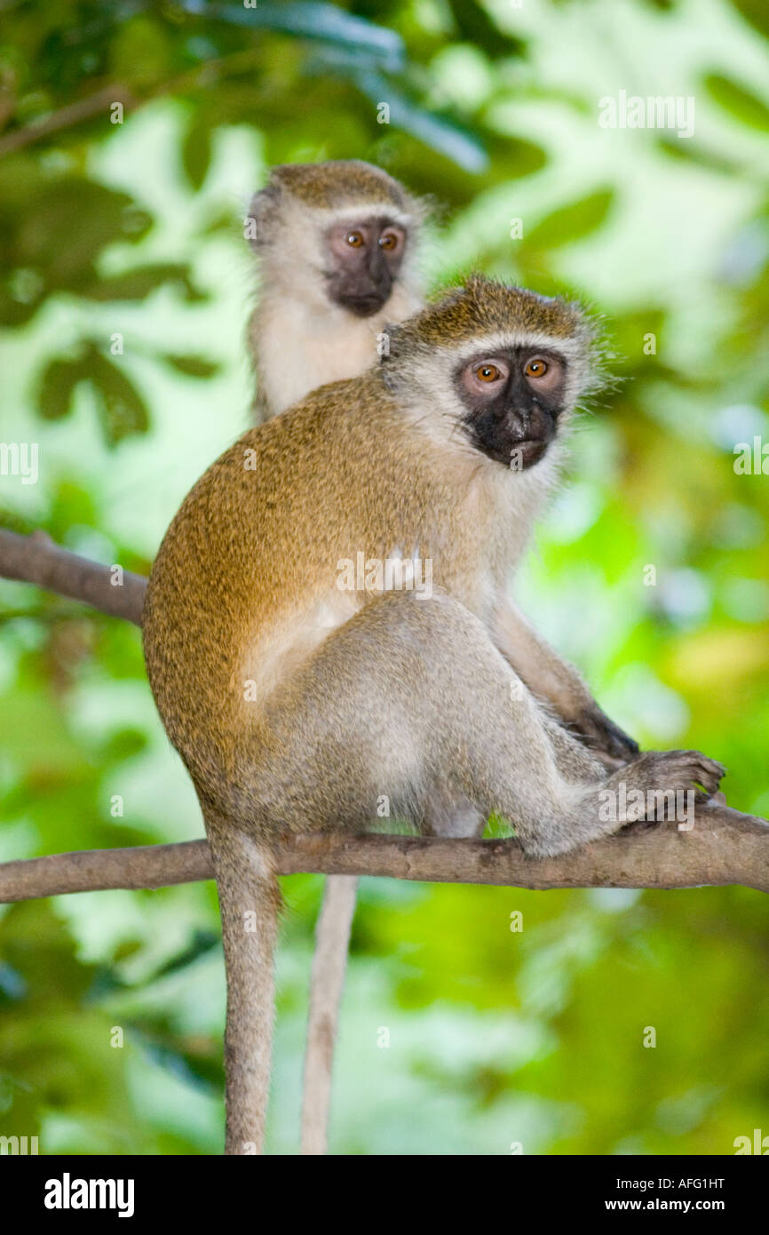 Zwei Vervet Affen führen Aethiops im Kilombero Valley Tansania Stockfoto