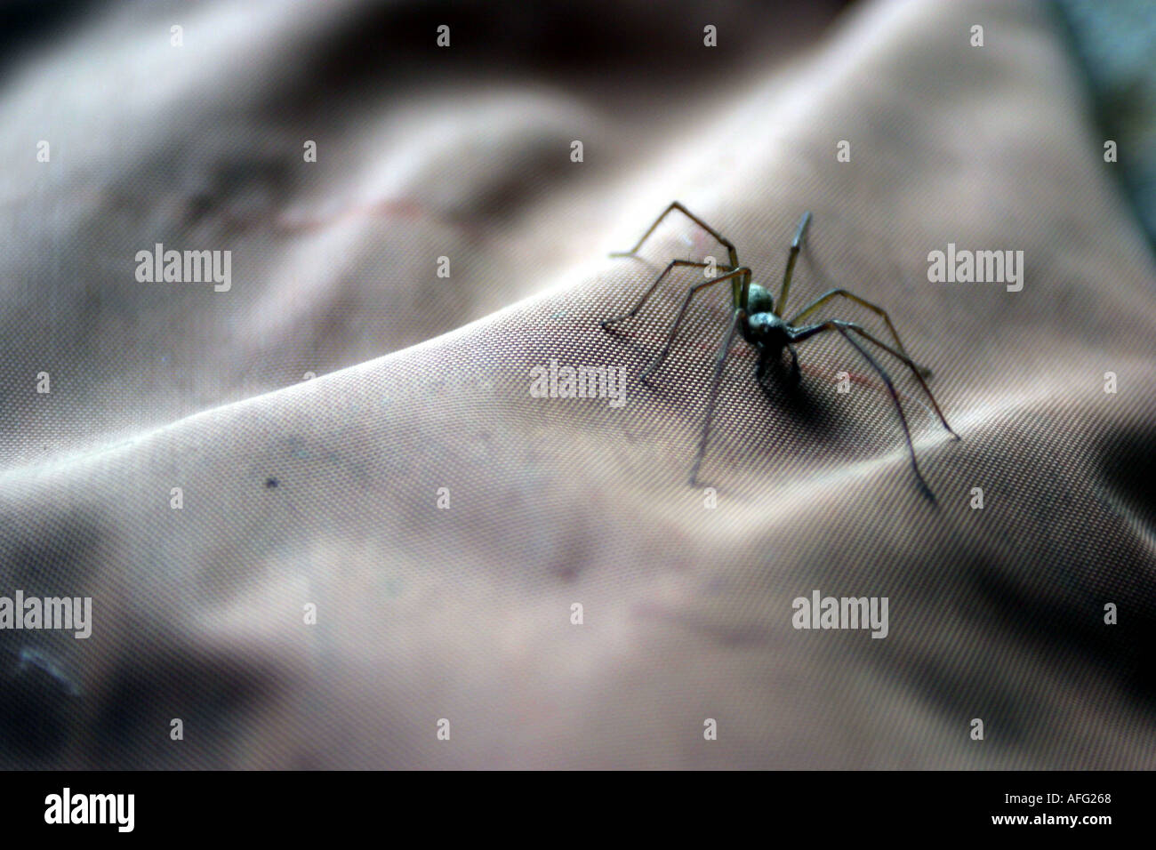 UK Haus Spinne auf einer Segeltuchtasche Stockfoto