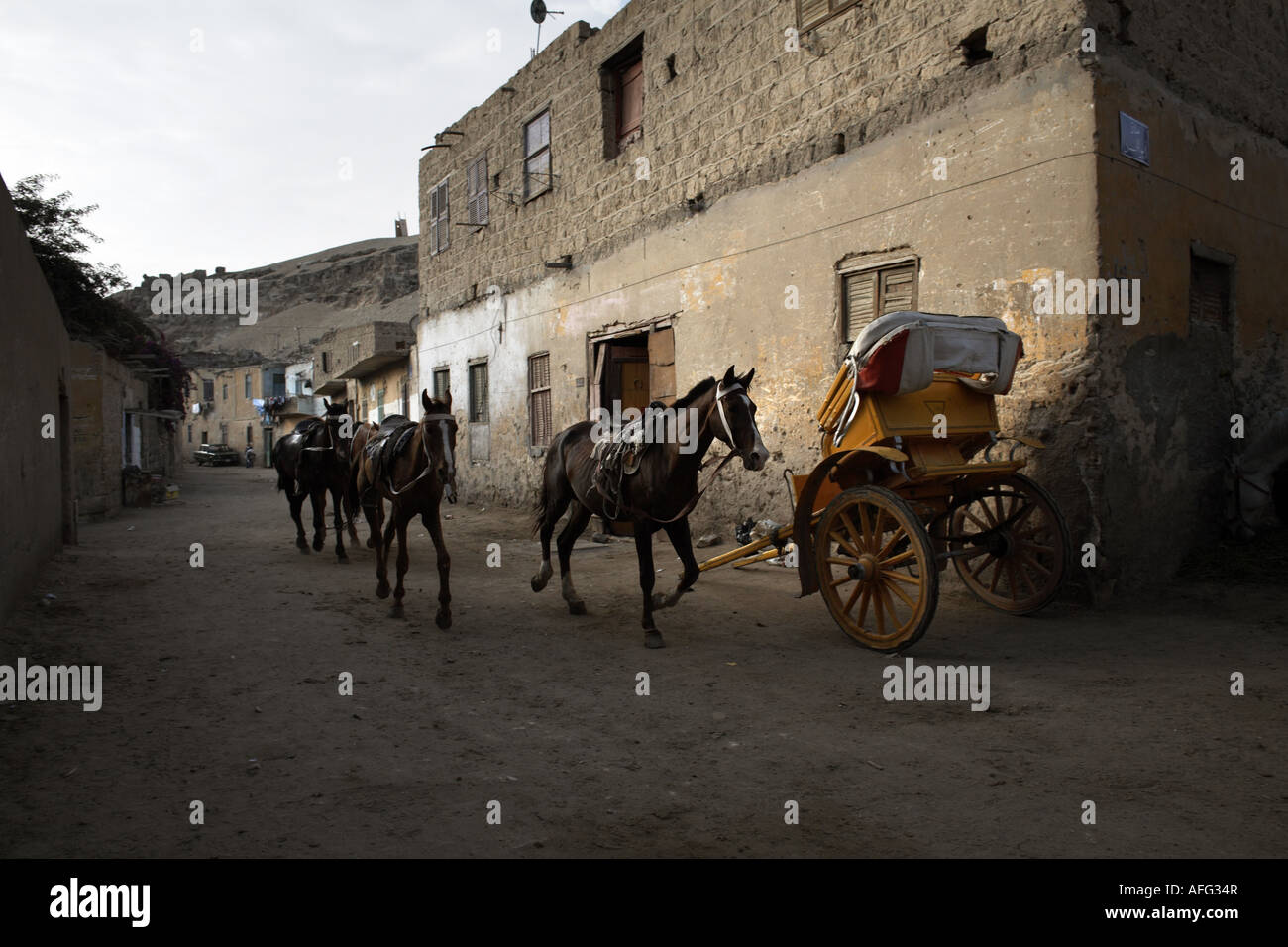 Pferde galoppieren durch die Gassen der Vorstadt von Gizeh, Kairo, Ägypten Stockfoto