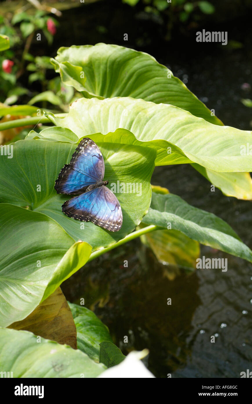 Butterfly Blue Morpho Morpho Menelaus Brasilien Stockfoto